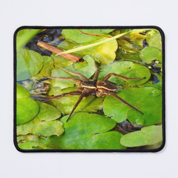 Item preview, Fen Raft Spider on lily pads. Norfolk. UK's biggest and rarest spider. designed and sold by CatherineMoore4.