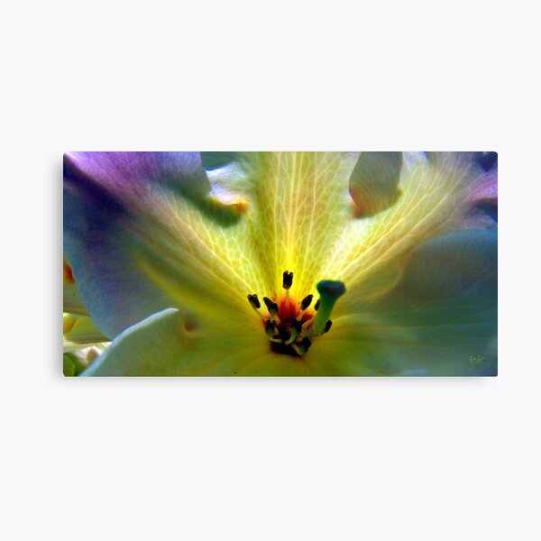 Fireflower Three Metal Print