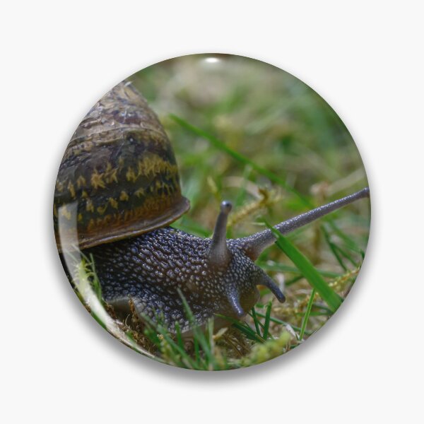 Item preview, Snail designed and sold by James Stokes.