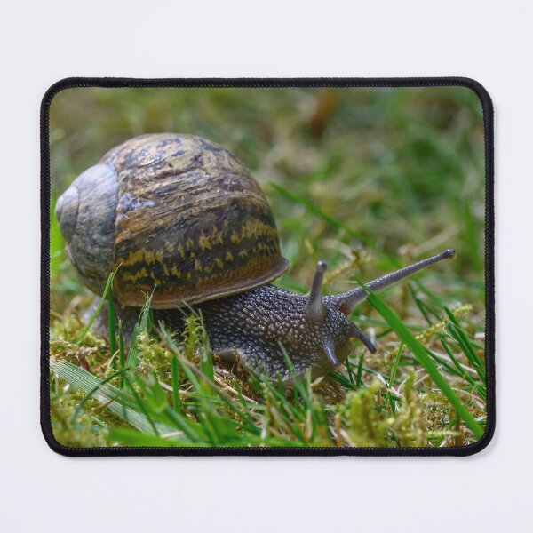 Item preview, Snail designed and sold by James Stokes.