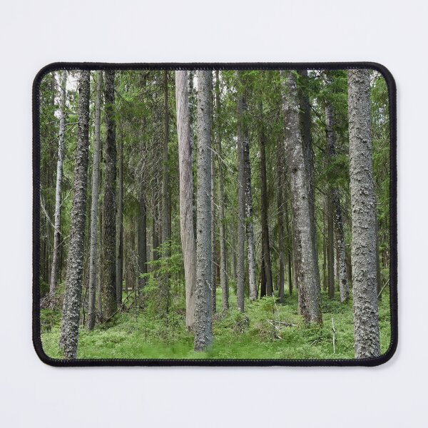 Item preview, Equisetum forest 1. Seitseminen 2024 designed and sold by Jouko Lehto Photography.