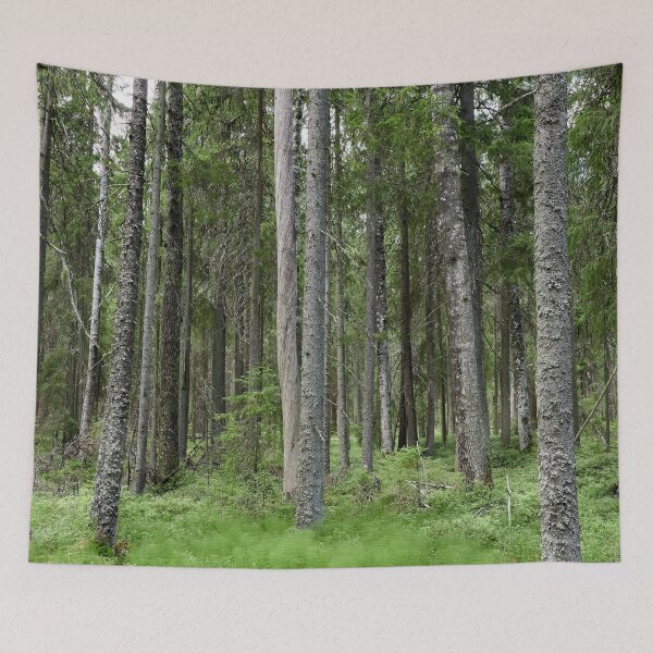 Item preview, Equisetum forest 1. Seitseminen 2024 designed and sold by Jouko Lehto Photography.