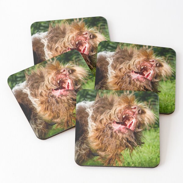 Item preview, Italian Spinone Play Fight by heidiannemorris designed and sold by FOLK ART FUSION by heidiannemorris.