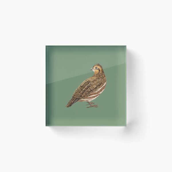 Item preview, Female Northern Bobwhite Quail Illustration designed and sold by Nick Garnhart.