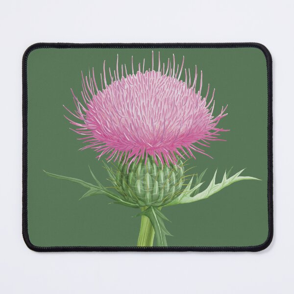 Item preview, Circium Dicolor Field Thistle Flower designed and sold by Nick Garnhart.