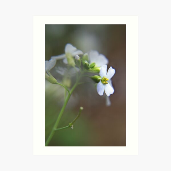 White wild flower Art Print