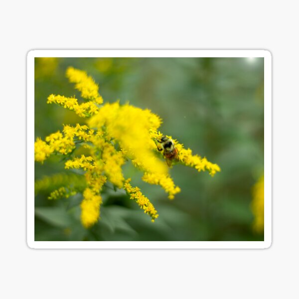 Bumblebee on Yellow Goldenrod Sticker