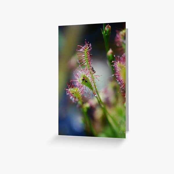 Pretty Deceit Greeting Card