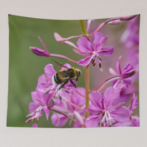 Item preview, White-tailed Bumblebee on fireweed designed and sold by Jouko Lehto Photography.