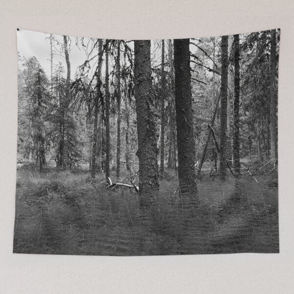 Item preview, Equisetum forest 2. Seitseminen 2024 bw designed and sold by Jouko Lehto Photography.