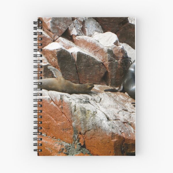 Item preview, Seals Behind - Paracas and Ballestas Islands - Peru - South America designed and sold by exploramum.