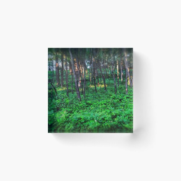 Item preview, Patchy Sunlight In The Woods designed and sold by bloomingvine.