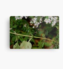Bumble Metal Print