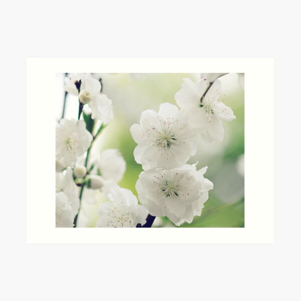 White Blossoms Art Print