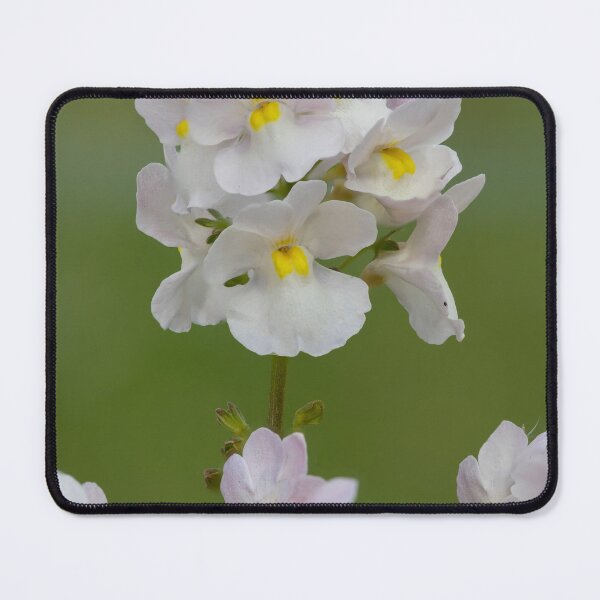 Item preview, Hottonia Palustris at RHS Wisley Gardens – That Surrey Life designed and sold by ThatSurreyLife.