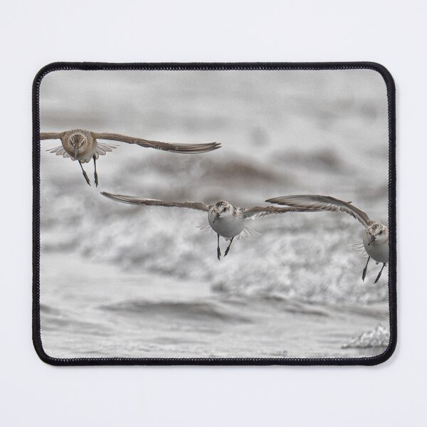 Item preview, The Sanderling and Curlew Sandpiper soar gracefully over the shore, designed and sold by kathleenjean.
