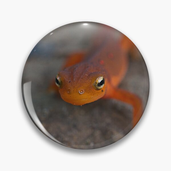 Item preview, Eastern (red spotted) Newt designed and sold by mfsphotographs.