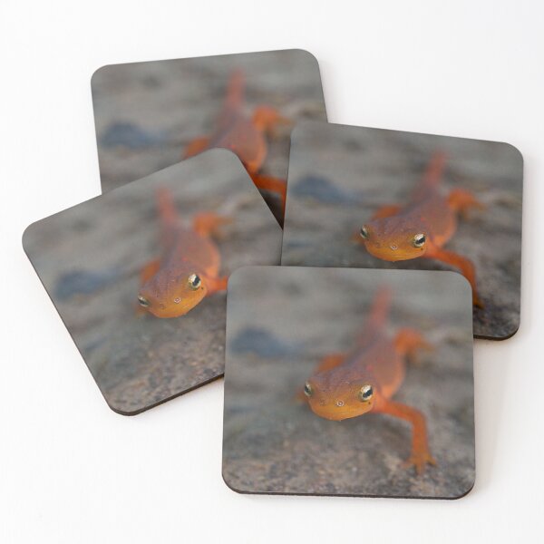 Item preview, Eastern (red spotted) Newt designed and sold by mfsphotographs.