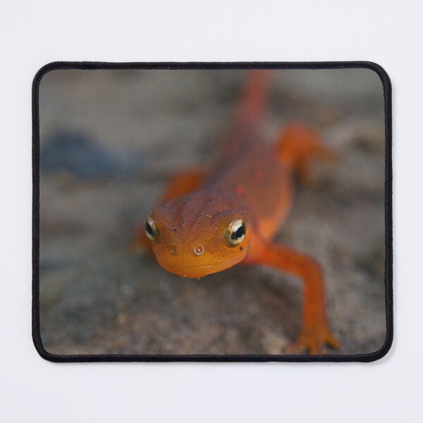 Item preview, Eastern (red spotted) Newt designed and sold by mfsphotographs.