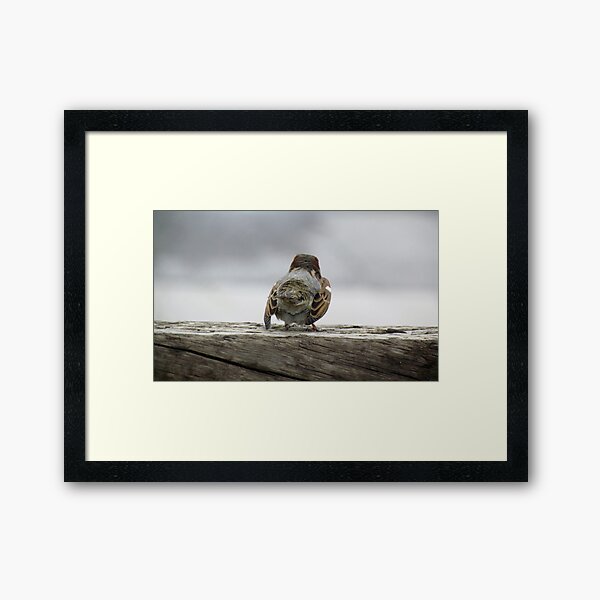 Solo bird Framed Art Print