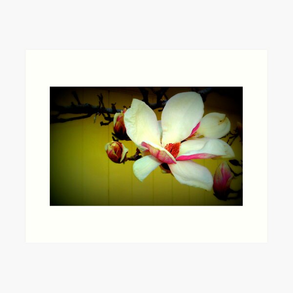 Item preview, Magnolia - Lomo designed and sold by Oranje.