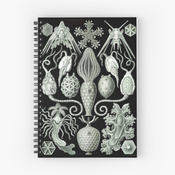 Item preview, Order Radiolaria designed and sold by PatronesKawai.