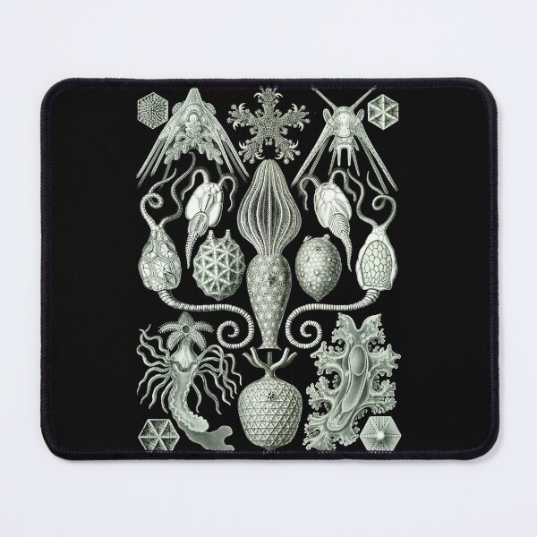 Item preview, Order Radiolaria designed and sold by PatronesKawai.