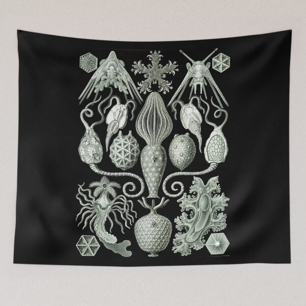 Item preview, Order Radiolaria designed and sold by PatronesKawai.