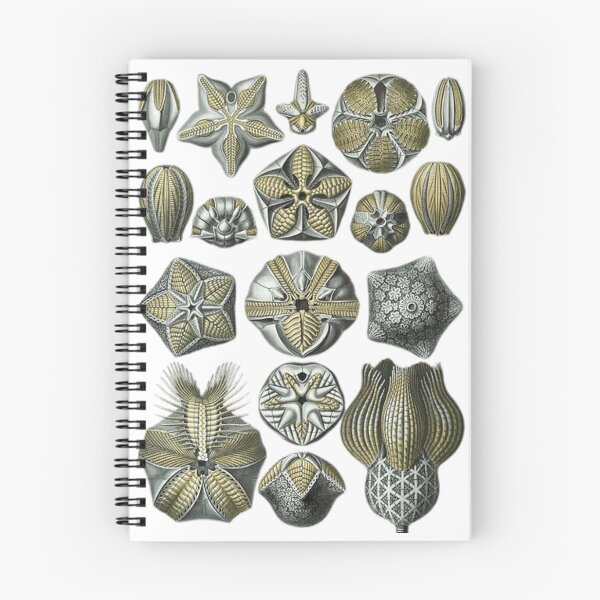 Item preview, Order Radiolaria designed and sold by PatronesKawai.