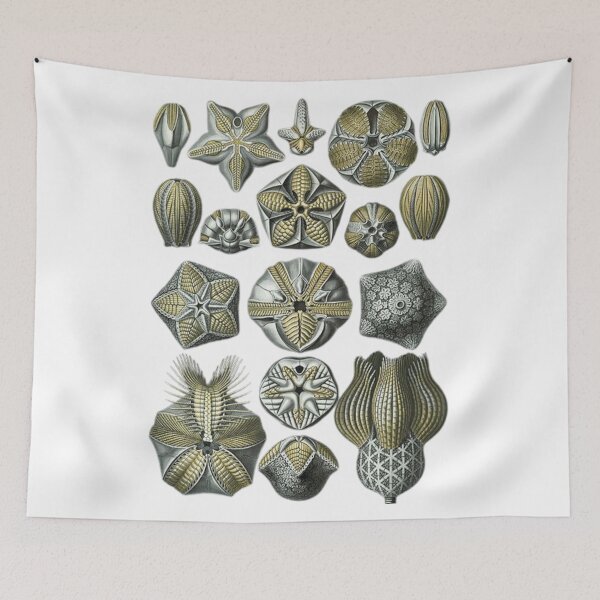 Item preview, Order Radiolaria designed and sold by PatronesKawai.