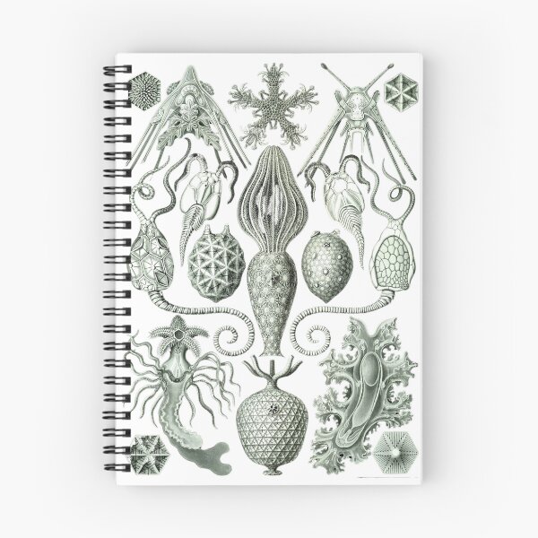 Item preview, Order Radiolaria IV designed and sold by PatronesKawai.