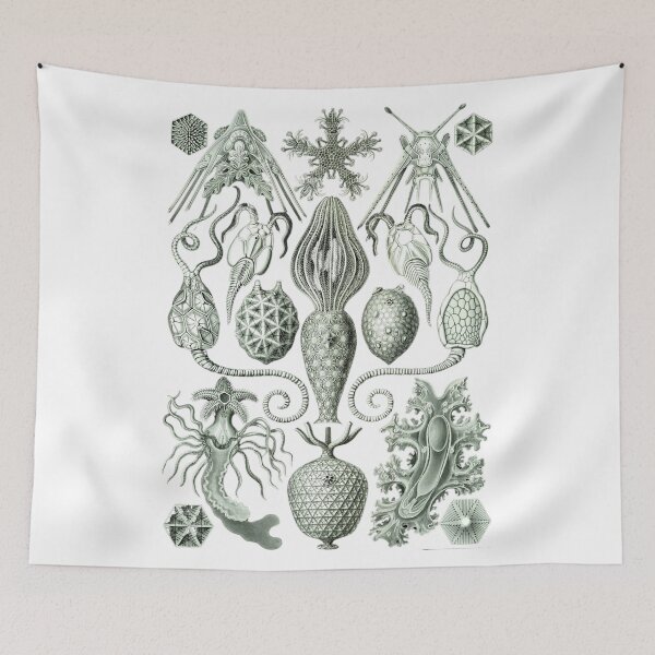 Item preview, Order Radiolaria IV designed and sold by PatronesKawai.