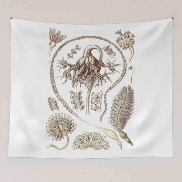Item preview, Order Scleractinia designed and sold by PatronesKawai.