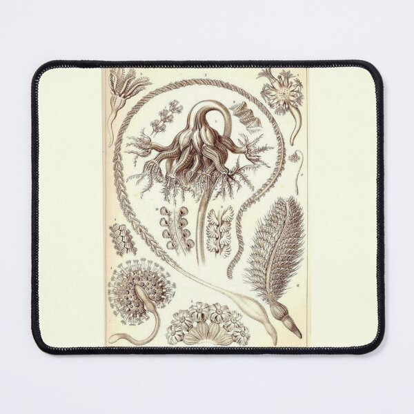 Item preview, Order Scleractinia designed and sold by PatronesKawai.