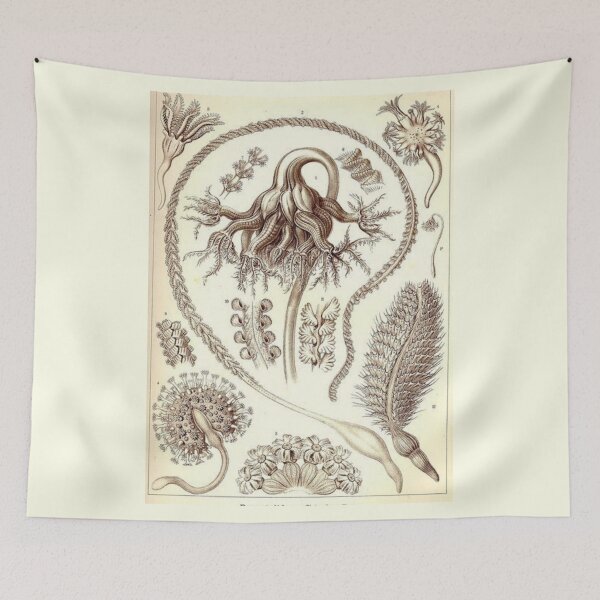 Item preview, Order Scleractinia designed and sold by PatronesKawai.