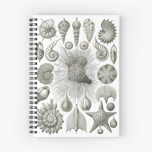 Item preview, Order Gastropoda designed and sold by PatronesKawai.