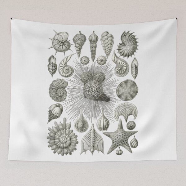 Item preview, Order Gastropoda designed and sold by PatronesKawai.