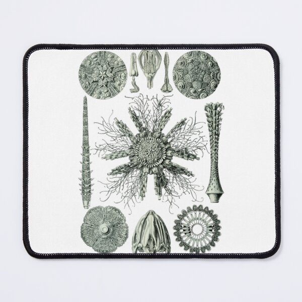 Item preview, Order Scleractinia designed and sold by PatronesKawai.