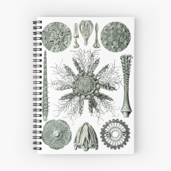 Item preview, Order Scleractinia designed and sold by PatronesKawai.