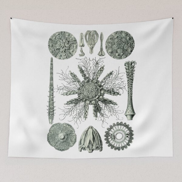 Item preview, Order Scleractinia designed and sold by PatronesKawai.