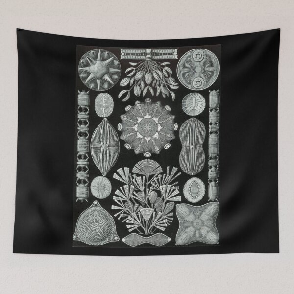 Item preview, Order Radiolaria designed and sold by PatronesKawai.