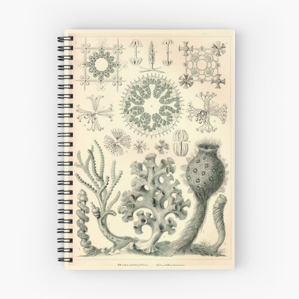 Item preview, Order Scleractinia designed and sold by PatronesKawai.