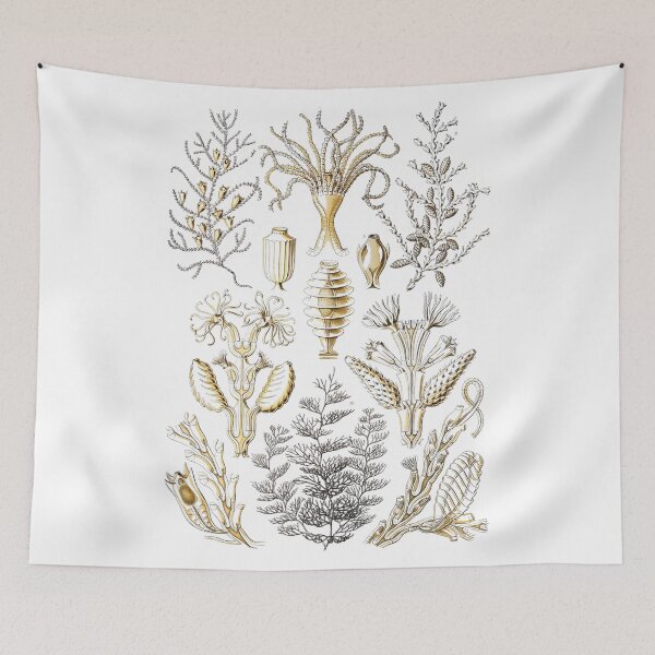 Item preview, Order Scleractinia designed and sold by PatronesKawai.