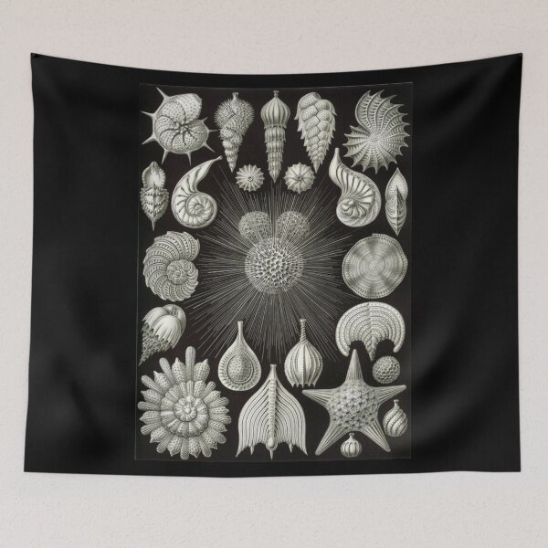 Item preview, Order Radiolaria designed and sold by PatronesKawai.