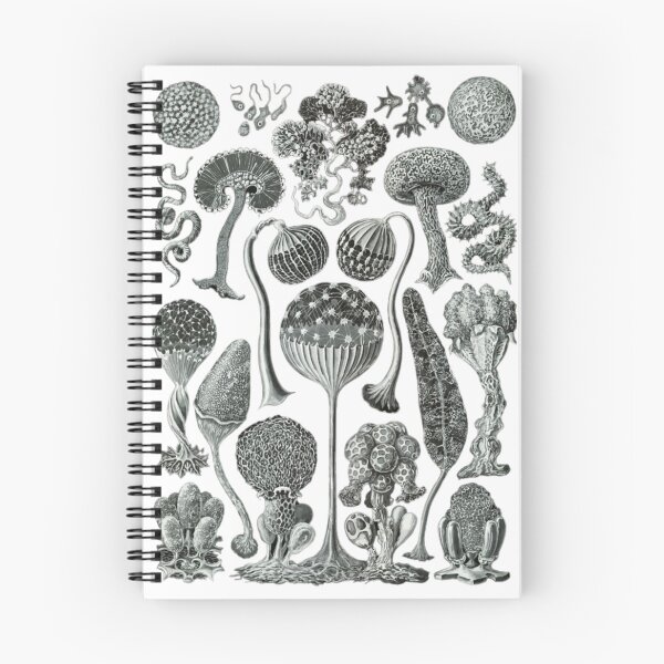 Item preview, Order Scleractinia designed and sold by PatronesKawai.