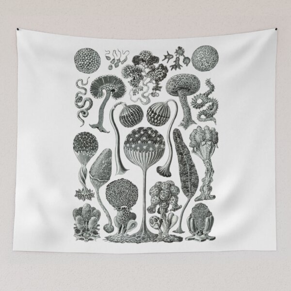 Item preview, Order Scleractinia designed and sold by PatronesKawai.
