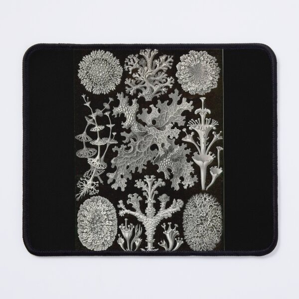 Item preview, Order Scleractinia designed and sold by PatronesKawai.