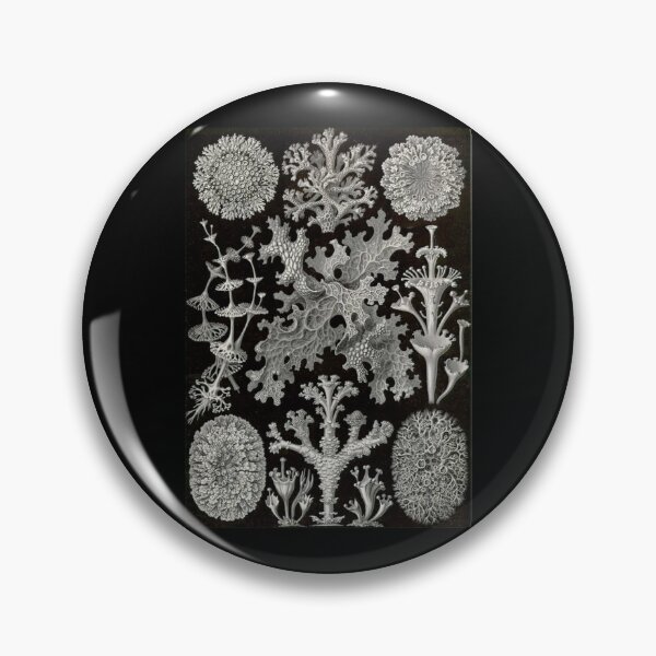 Item preview, Order Scleractinia designed and sold by PatronesKawai.