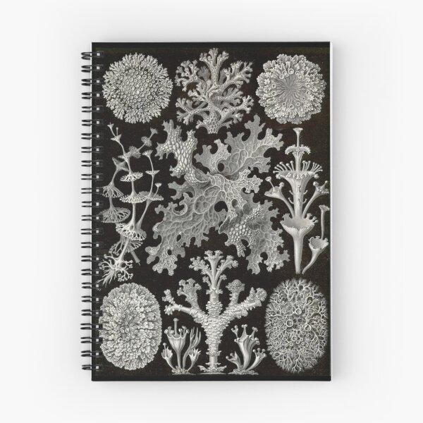 Item preview, Order Scleractinia designed and sold by PatronesKawai.