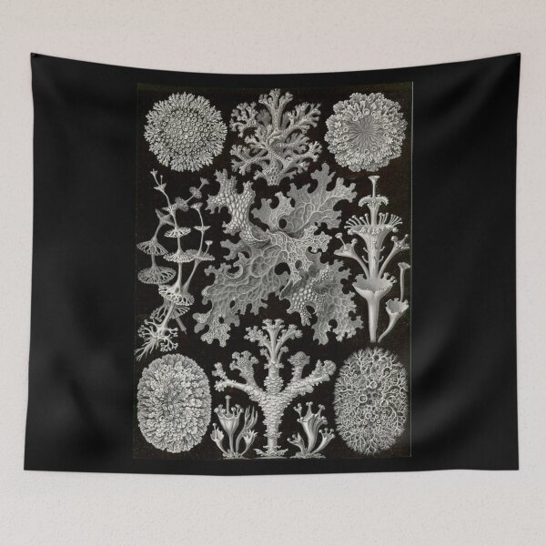 Item preview, Order Scleractinia designed and sold by PatronesKawai.